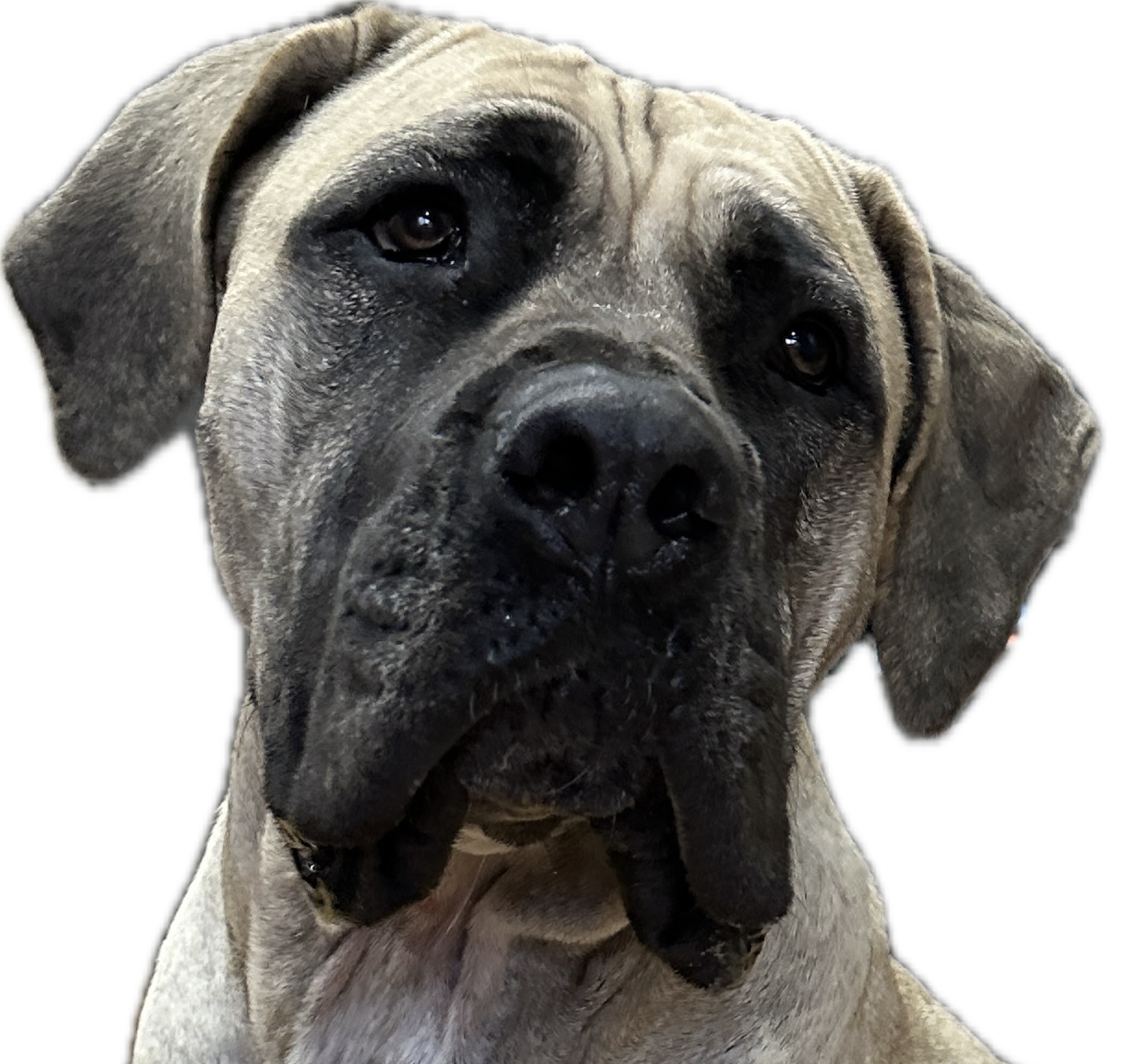 Juno the service dog